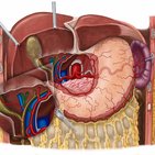 Right hepatic artery