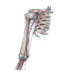 Blood vessels of the arm and shoulder