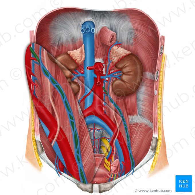 Arteria ovárica izquierda (Arteria ovarica sinistra); Imagen: Irina Münstermann