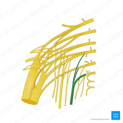 Pudendal nerve (Nervus pudendus); Image: Begoña Rodriguez