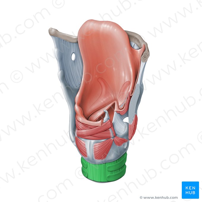 Trachée (Trachea); Image : Paul Kim