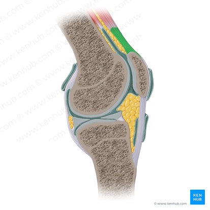 Tendão do músculo quadríceps femoral (Tendo musculi quadricipitis femoris); Imagem: Paul Kim
