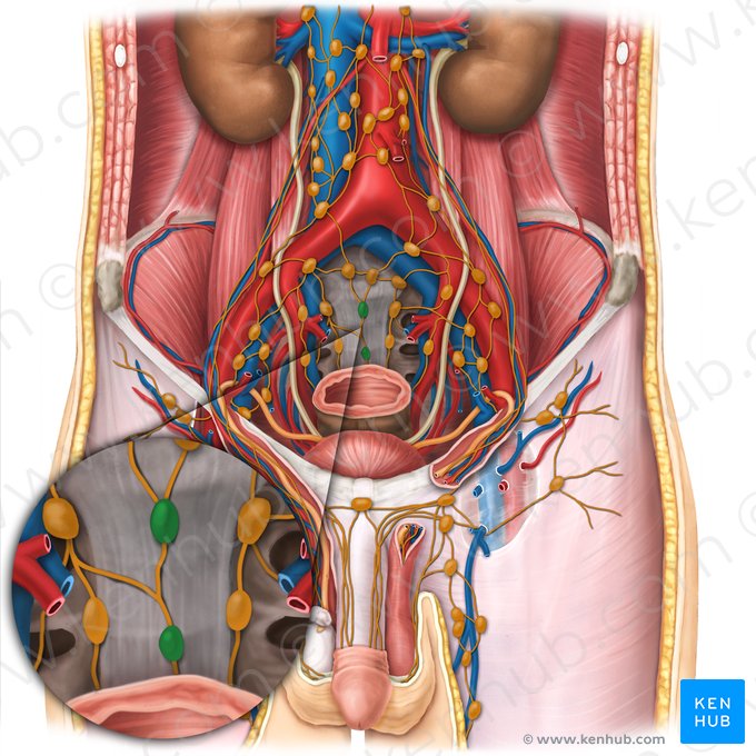 Ganglios linfáticos sacros medianos (Nodi lymphoidei sacrales mediani); Imagen: Esther Gollan