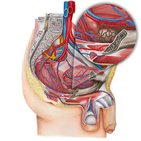 Prostatic venous plexus