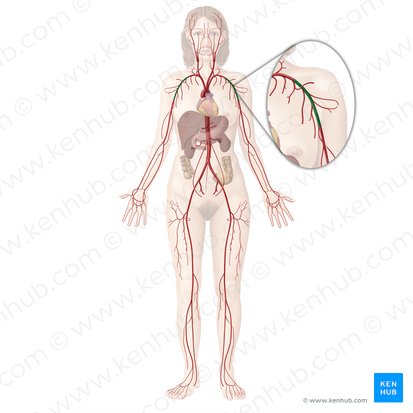 Axillary artery (Arteria axillaris); Image: Begoña Rodriguez