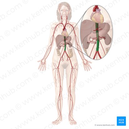 Descending aorta (Aorta descendens); Image: Begoña Rodriguez