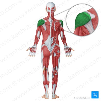 Deltoid muscle (Musculus deltoideus); Image: Irina Münstermann