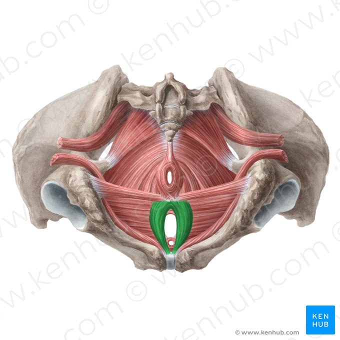Bulbospongiosus muscle (female) (Musculus bulbospongiosus (femininus)); Image: Liene Znotina