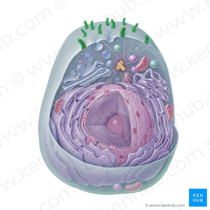 Microvilli (Mikrovilli); Bild: Paul Kim