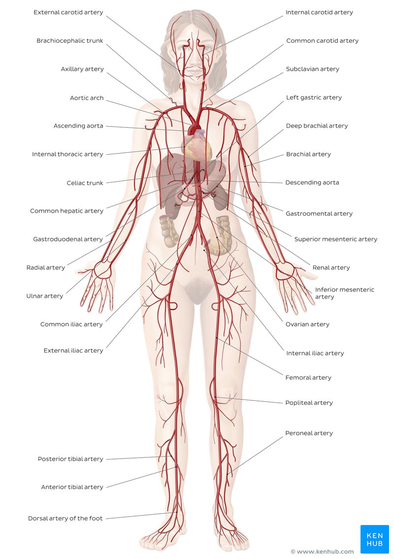 Arteries of the cardiovascular system diagram