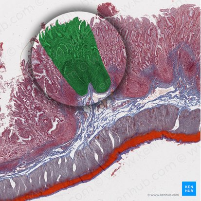 Mucosa (Tunica mucosa); Imagen: 