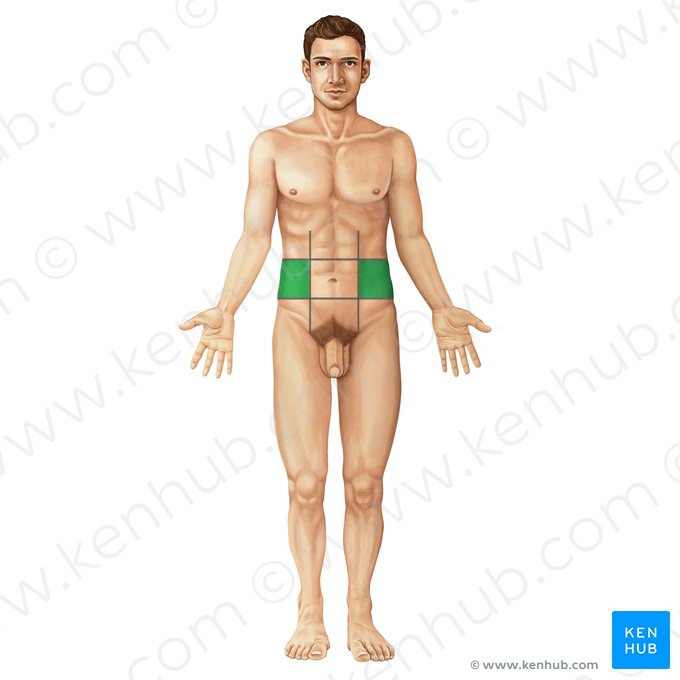 Região lateral do abdome (Regio lateralis abdominis); Imagem: Irina Münstermann