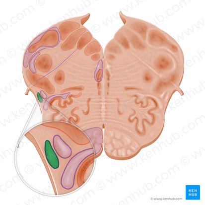 Spinocerebellar tract (Tractus spinocerebellaris); Image: Paul Kim