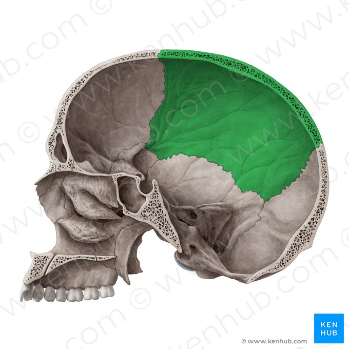 Hueso parietal (Os parietale); Imagen: Yousun Koh