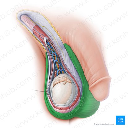Scrotum (Hodensack); Bild: Paul Kim