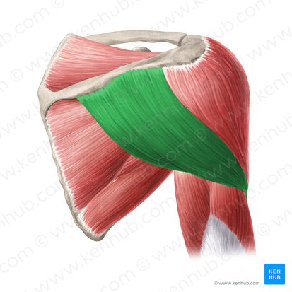 Parte escapular espinal do músculo deltoide (Pars spinalis scapularis musculi deltoideus); Imagem: Yousun Koh