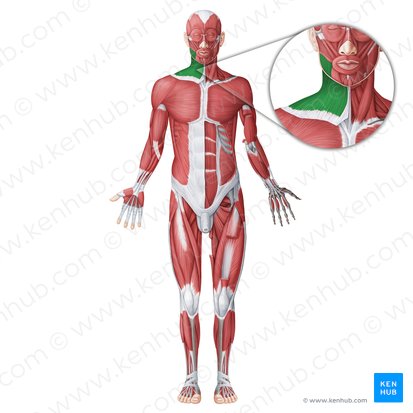 Platysma muscle (Musculus platysma); Image: Irina Münstermann