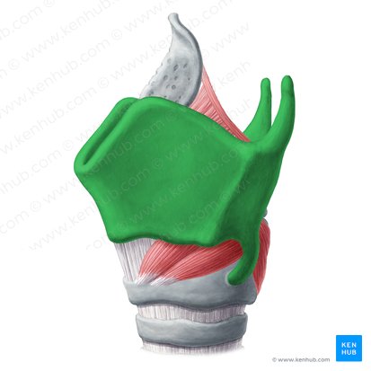 Thyroid cartilage (Cartilago thyroidea); Image: Yousun Koh