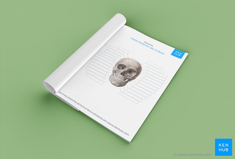 Faça o download dos exercícios gratuitos sobre os ossos do crânio em PDF abaixo
