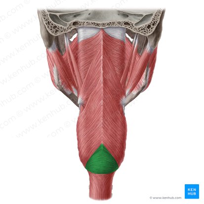 Cricopharyngeal part of inferior pharyngeal constrictor muscle (Pars cricopharyngea musculi constrictoris inferioris pharyngis); Image: Yousun Koh