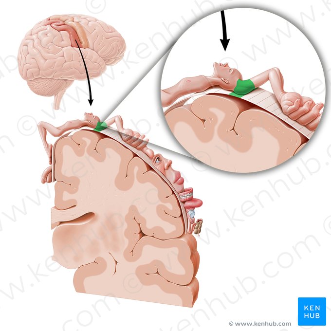 Córtex sensorial do ombro (Cortex sensorius regionis omi); Imagem: Paul Kim