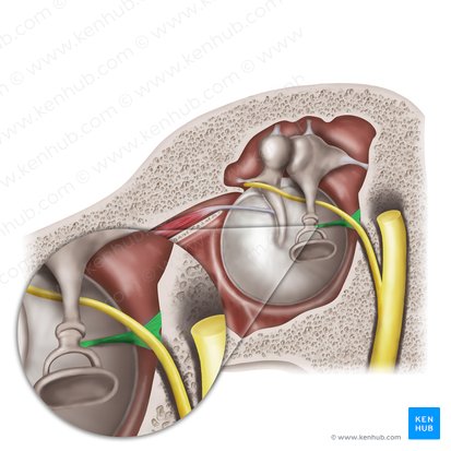 Músculo estapedio (Musculus stapedius); Imagen: Mao Miyamoto