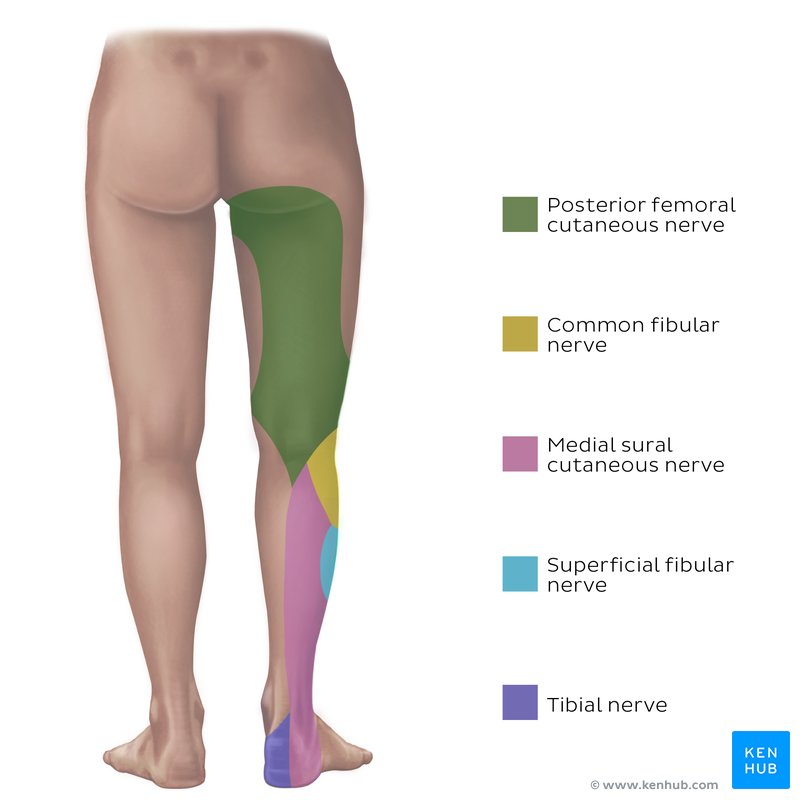 Sensory distribution of the sciatic nerve