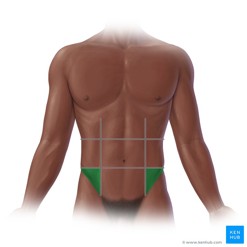 Inguinal region: Anatomy and location | Kenhub