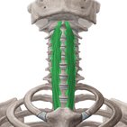 Longus colli muscle