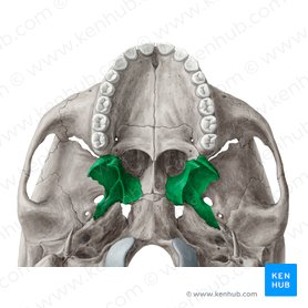 Processo pterigóideo do osso esfenoide (Processus pterygoideus ossis sphenoidalis); Imagem: Yousun Koh