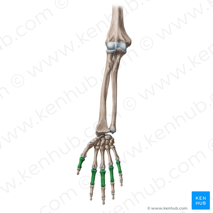 Proximal phalanx of hand (Phalanx proximalis manus); Image: Yousun Koh
