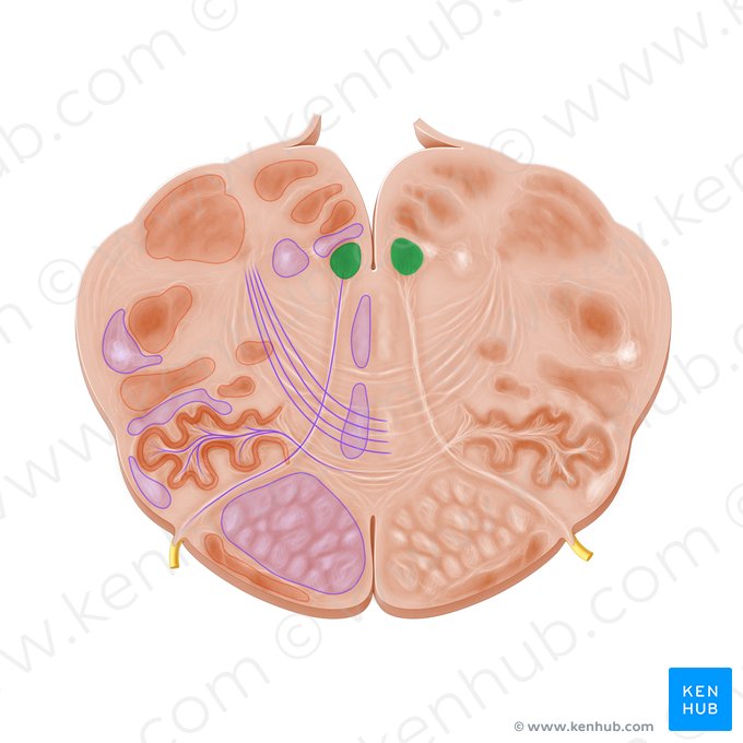 Núcleo del nervio hipogloso (Nucleus nervi hypoglossi); Imagen: Paul Kim