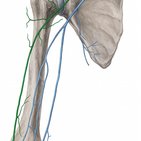 Vena cephalica
