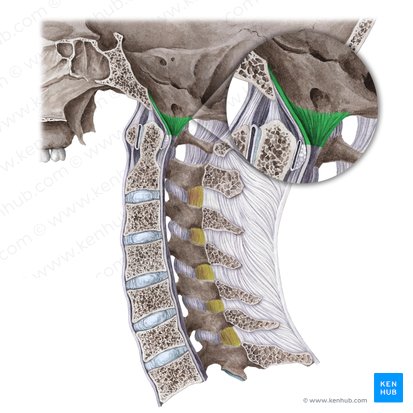 Tectorial membrane of cervical vertebral column (Membrana tectoria columnae vertebralis cervicali); Image: Liene Znotina