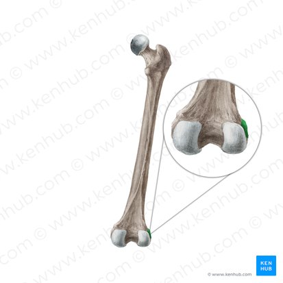 Epicóndilo lateral del fémur (Epicondylus lateralis ossis femoris); Imagen: Liene Znotina