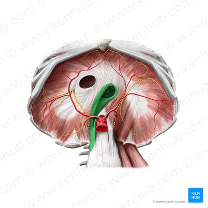 Right crus of diaphragm (Crus dextrum diaphragmatis); Image: Paul Kim