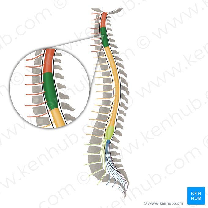 Intumescência cervical (Intumescentia cervicalis); Imagem: Irina Münstermann