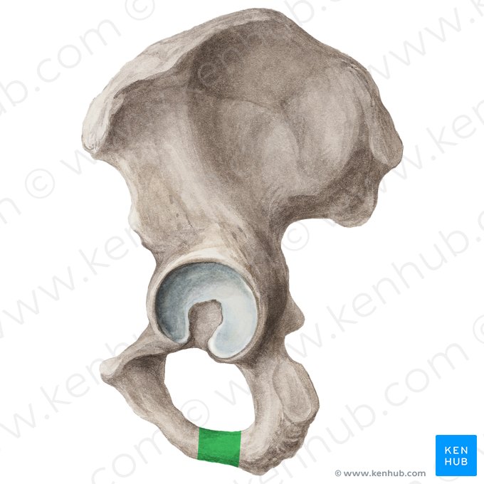 Ramus of ischium (Ramus ossis ischii); Image: Liene Znotina