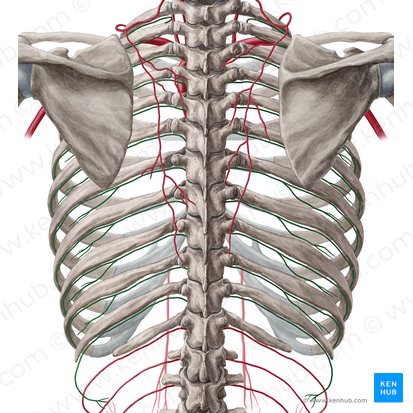 Arteria intercostal posterior (Arteria intercostalis posterior); Imagen: Yousun Koh