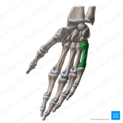 5.º metacarpal (Os metacarpi 5); Imagem: Yousun Koh