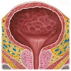 Urinary bladder