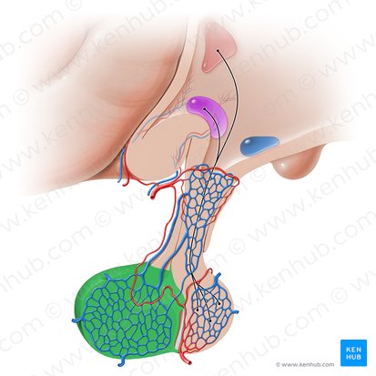 Porción distal de la hipófisis (Pars distalis hypophysis); Imagen: Paul Kim