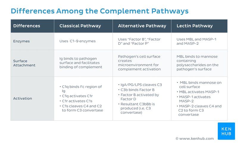 Differences among complement pathways