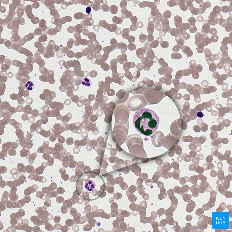 Núcleo celular (lâmina histológica)