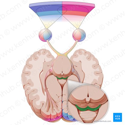 Colículo inferior (Colliculus inferior); Imagem: Paul Kim