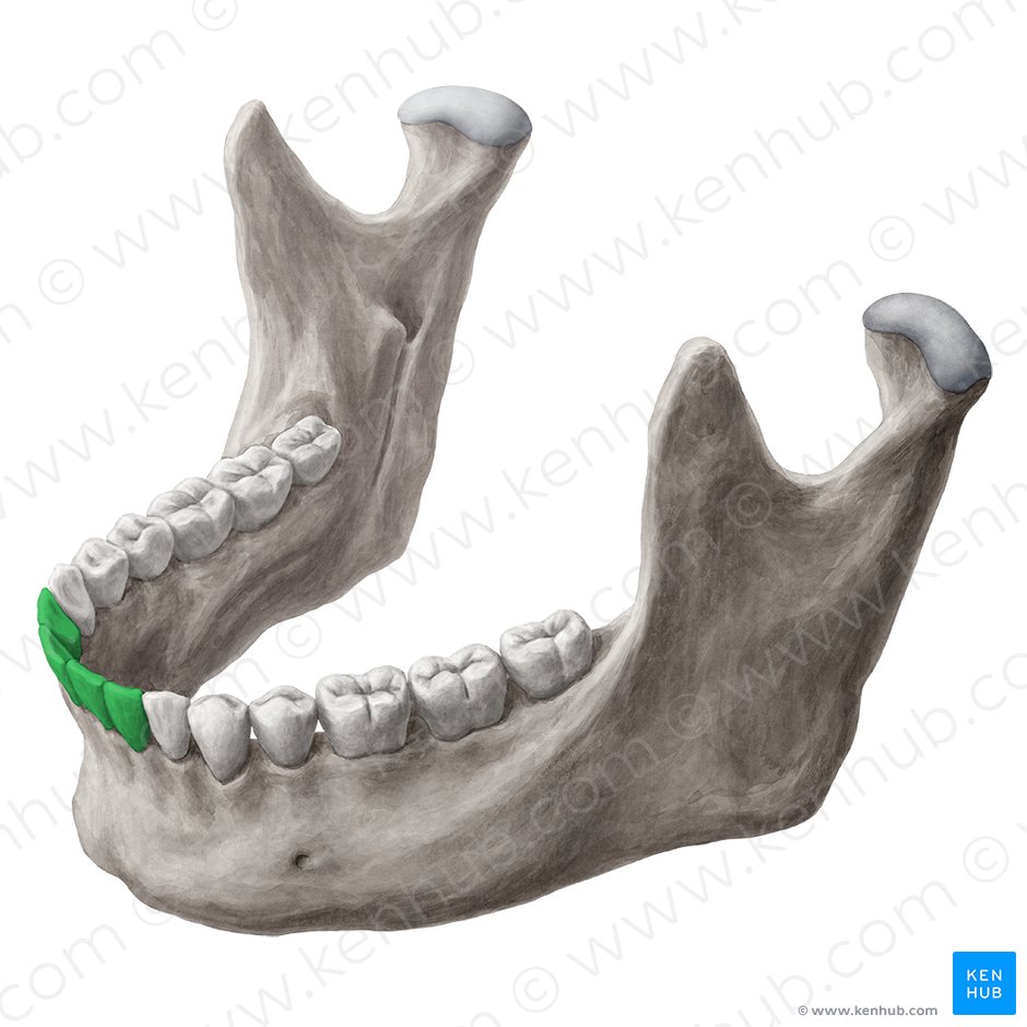Incisors Definition, shape, function Kenhub
