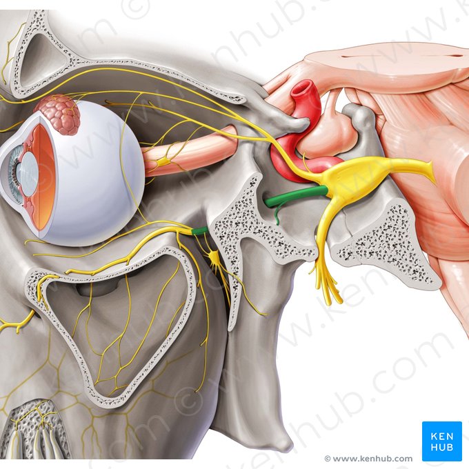 Maxillary nerve (Nervus maxillaris); Image: Paul Kim