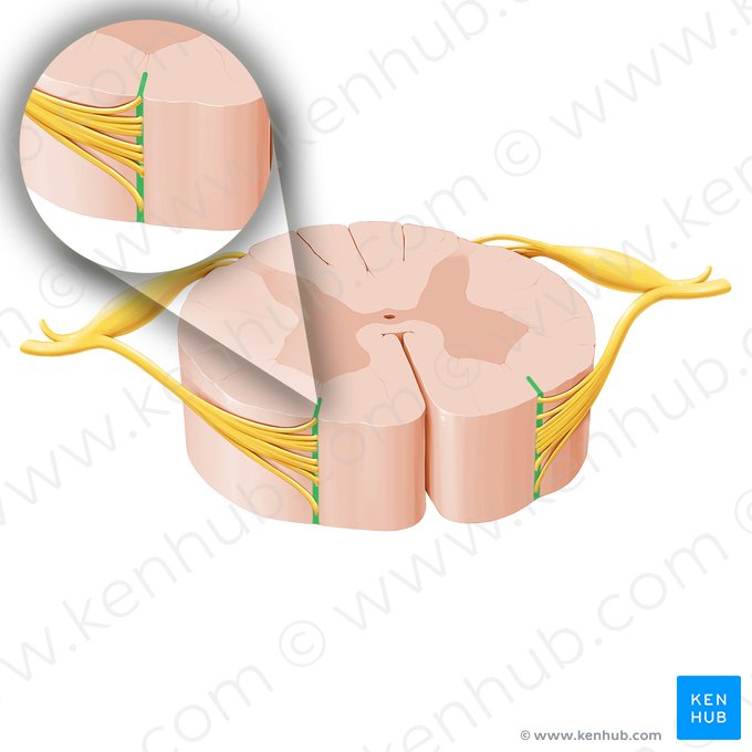 Surco anterolateral de la médula espinal (Sulcus anterolateralis medullae spinalis); Imagen: Paul Kim
