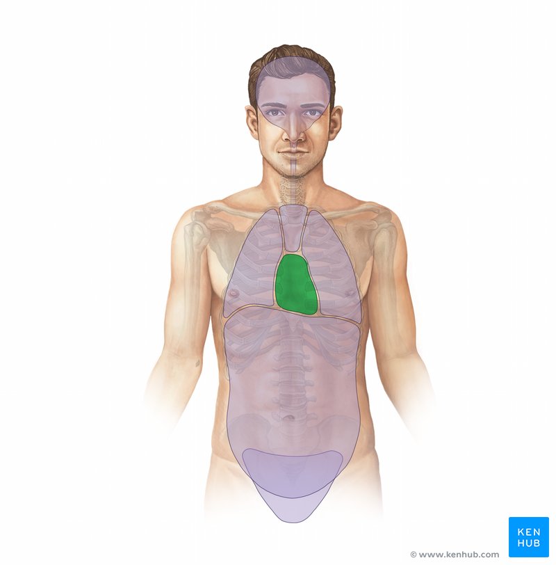 Pericardial cavity - ventral view