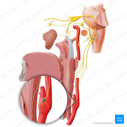 Carotid body (Glomus caroticum); Image: Paul Kim